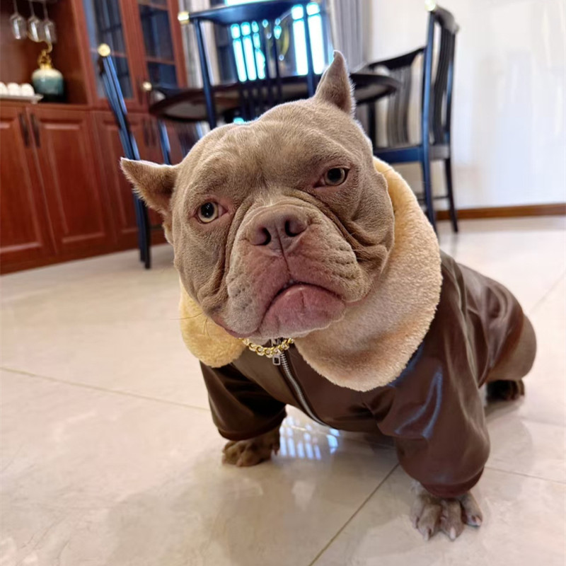 Winter Clothing In French - Pug Dog Coat Jacket Winter Franse